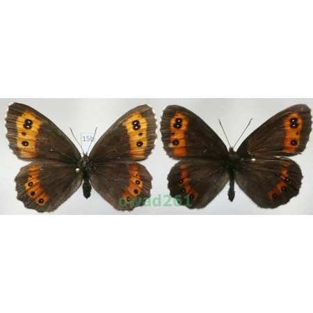 Erebia ligea (Linnaeus, 1758) pair Czech15b